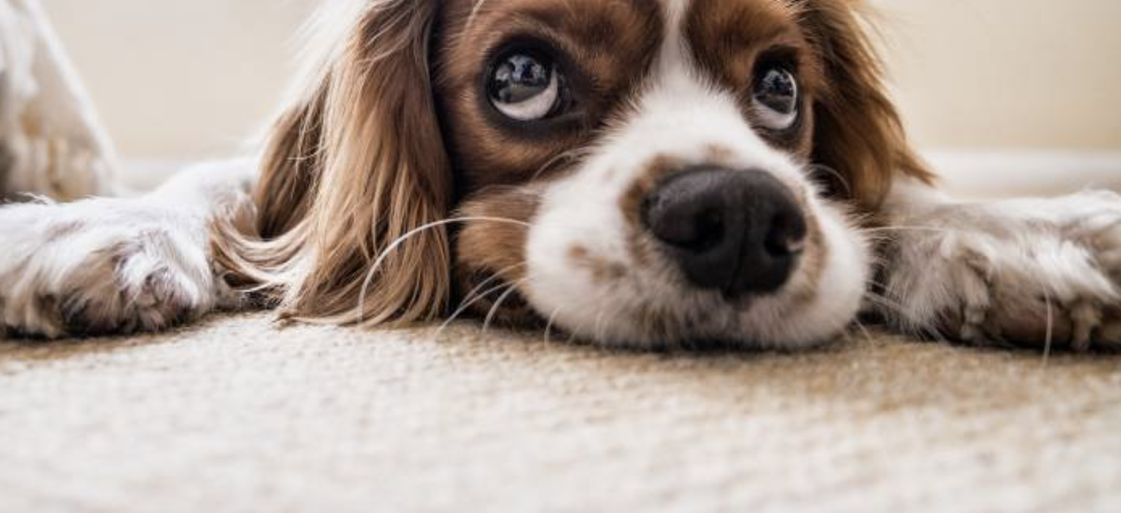 Best Time to Get Carpet Cleaning in Gettysburg, PA