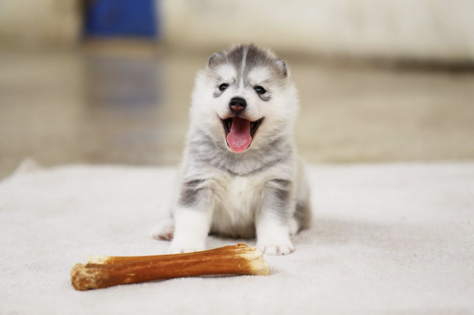 How to Clean Carpet After Pet Accidents