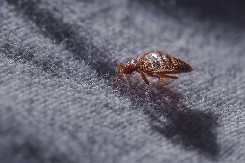 Here are Some of the Nasty Insects That Can Live In Your Carpets