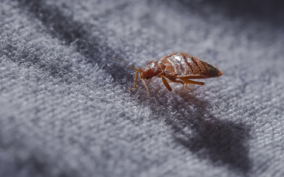 Here are Some of the Nasty Insects That Can Live In Your Carpets