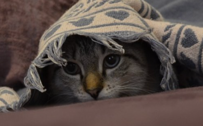 How to Hide Carpet Stains Until the Experts Arrive!