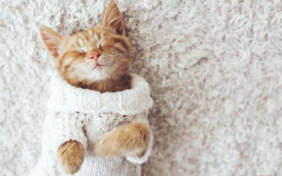 How to Remove Pet Hair From Carpets