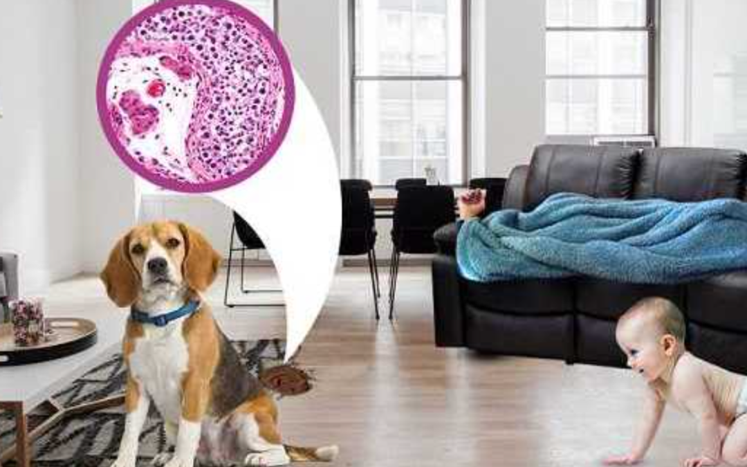 Common Things That Harm the Quality of Your Carpet