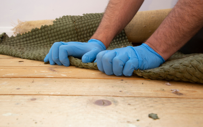 How Much Bacteria Is Probably In Your Carpets