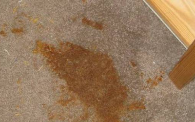 7 Alarming Diseases Caused By Unclean Carpets
