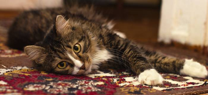 8 Quick Tips and Tricks to Keep Your Carpet Clean & Smelling Fresh!