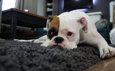 6 Carpet Cleaning Tips That Actually Saves Money!