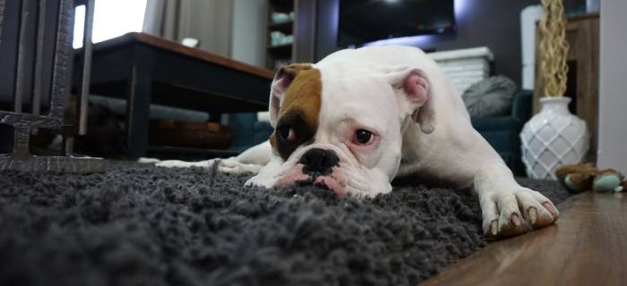 6 Carpet Cleaning Tips That Actually Saves Money!