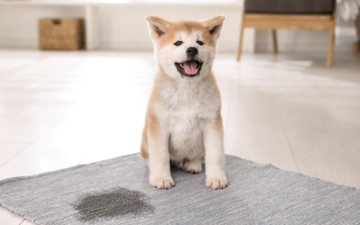 How to Clean Up Dog Pee from Carpet (Fast & Odor-Free)